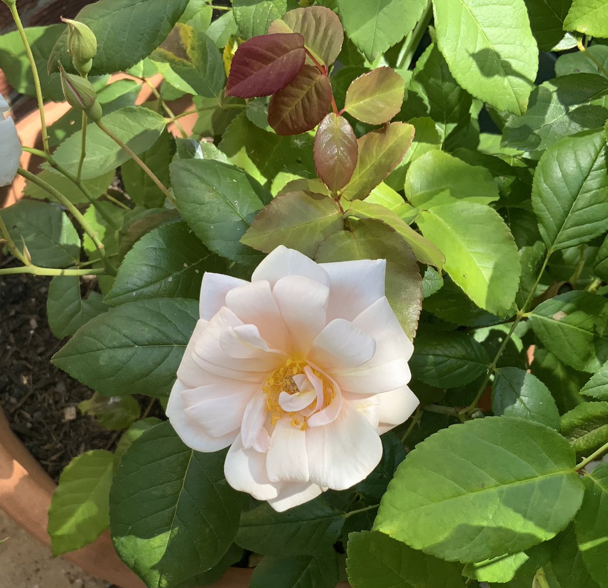 Petite and pretty ‘Perle d’Or’. Miniature Tea Rose. Apricot buds fade to pearly-cream when open, the flowers are held on long, wiry stems. Light Old Rose scent. Rambaub, 1843.
Happy #Thursday everyone, have a good day, take care.
#roses #GardeningX #prettything 
<a href="/kgimson/">k gimson 🌻🐝</a>