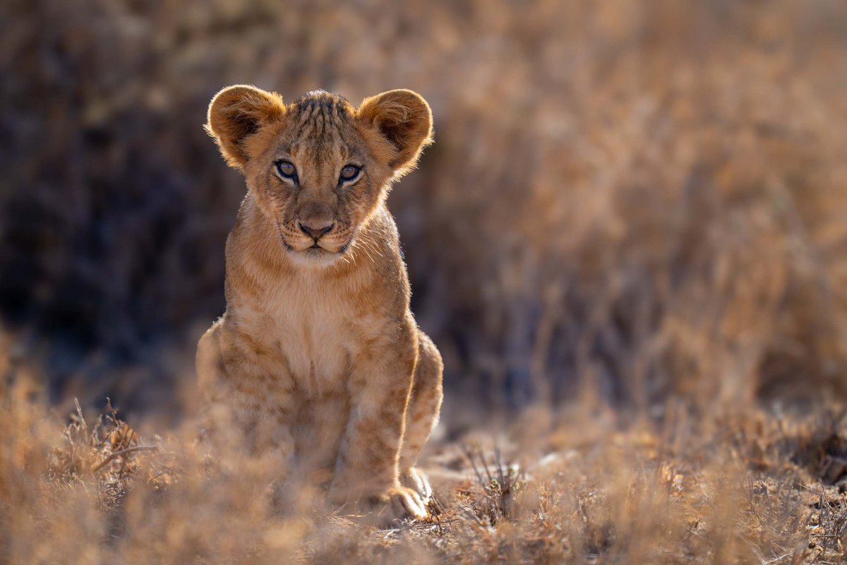 What a cute cub. Posing perfectly for the camera. Credit again to Nick Dale Photography.