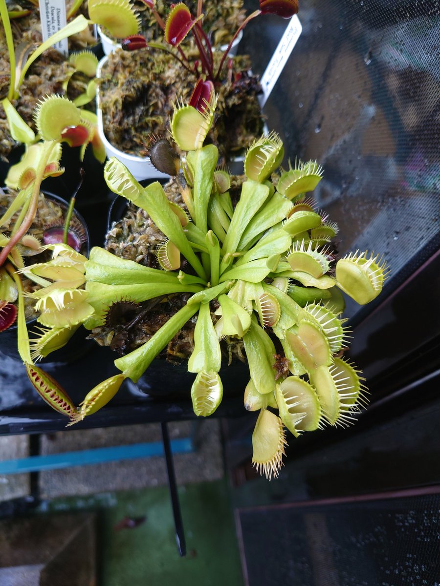 食虫植物太郎 (@syokutyusyokbu) on Twitter photo これでも無名ハエトリソウ これでも無名ハエトリソウ