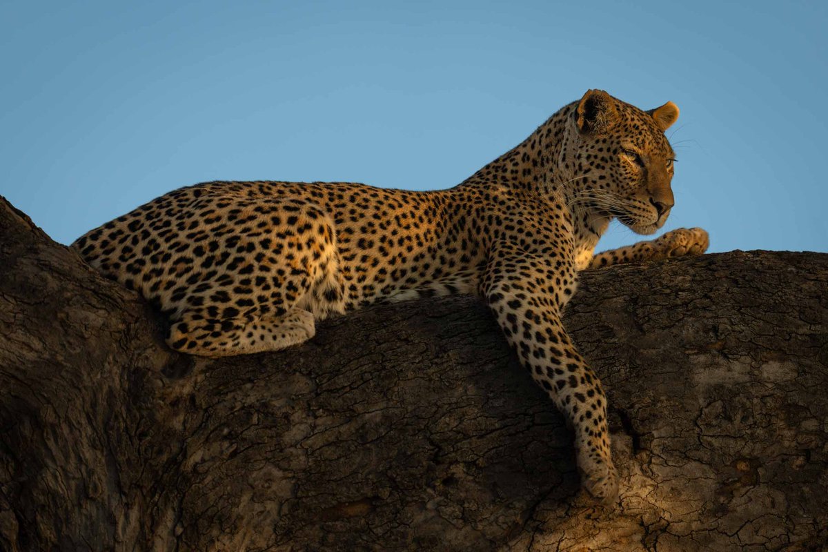 What a beauty. So elegant yet the ultimate hunter. Credit to Nick Dale Photography.