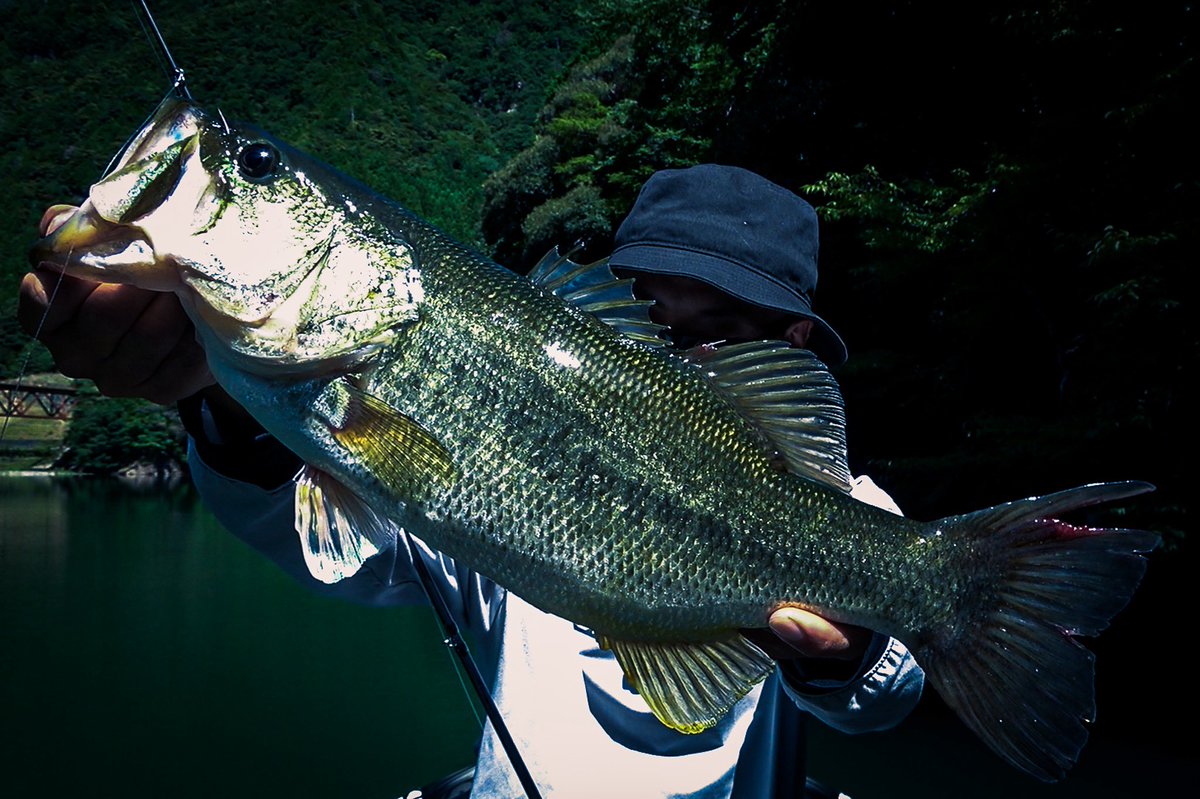 lifegraph_woody's tweet image. エリアとタイミングがマッチすると、驚くほど素直に食ってくれる。

MYSTIK 6.5のジャーキング。

モンドリうって食ってくる釣り、楽し過ぎです。

#3pct 
#MYSTIK 
#MYSTIK65 
#バスフィッシング 
#池原ダム