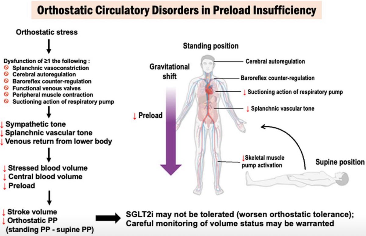 Ahmed Bennis (@drbennisahmed) on Twitter photo Orthostatic Pulse Pressure as a Potential Indicator of Preload Insufficiency in HFpEF: Insights From PRESERVED-HF
Patients with very low orthostatic PP may benefit from careful monitoring to minimize the risk of volume depletion and related complications. Orthostatic Pulse Pressure as a Potential Indicator of Preload Insufficiency in HFpEF: Insights From PRESERVED-HF
Patients with very low orthostatic PP may benefit from careful monitoring to minimize the risk of volume depletion and related complications.