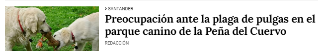 Ratas, cucarachas, gaviotas basureras...ahora también pulgas. #Santander empieza a parecer una ciudad del medievo.