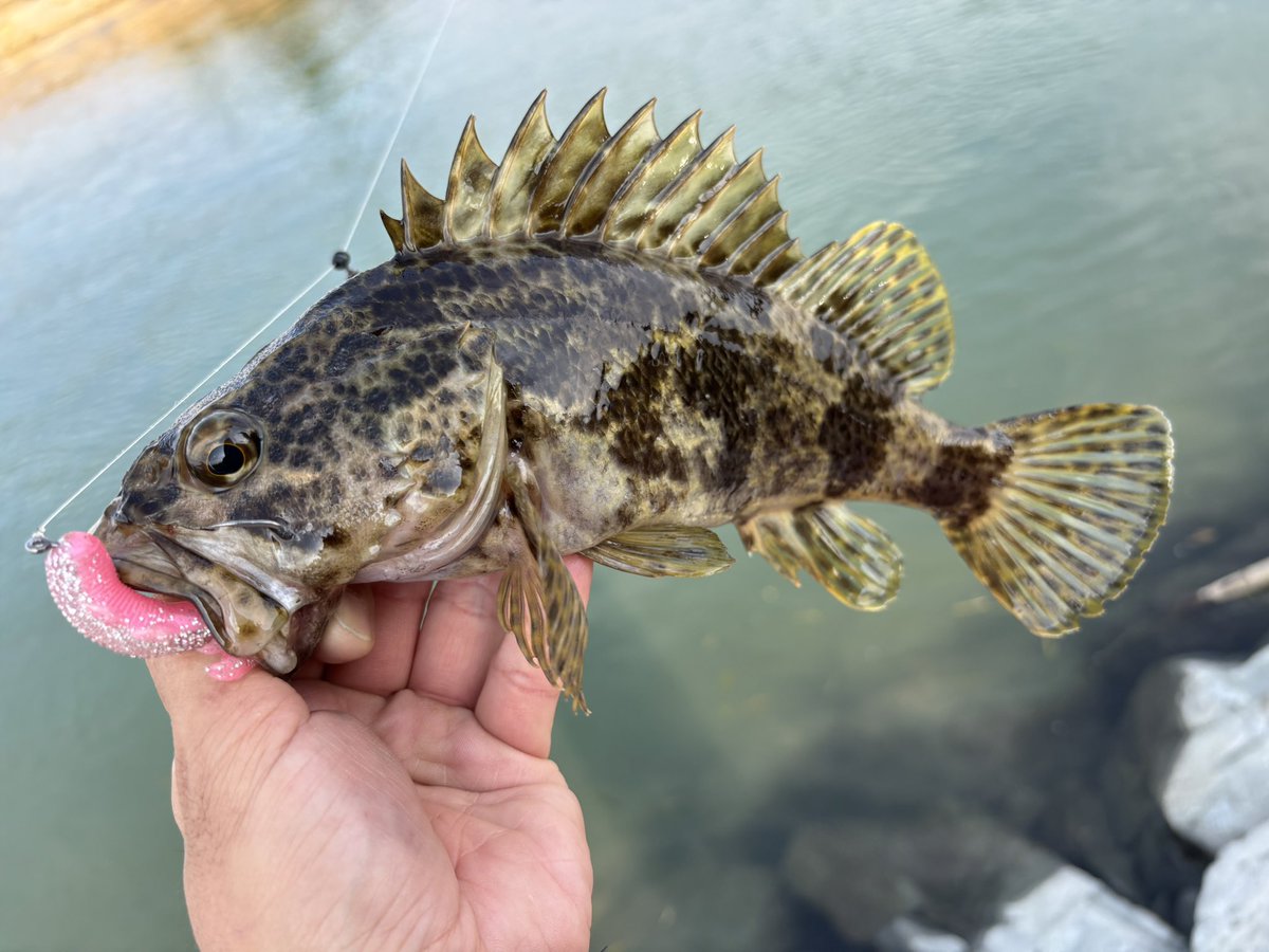 namatamanama's tweet photo. スレトビエイや小魚待ち伏せ型ライギョを釣るとランディングするときにだいたいビチャビチャになります 💦💦💦　
　
#eagleray 
#snakehead 
#rockfish 
#RoughStyle 
#Tupper95 https://t.co/bd1Cqayhc3