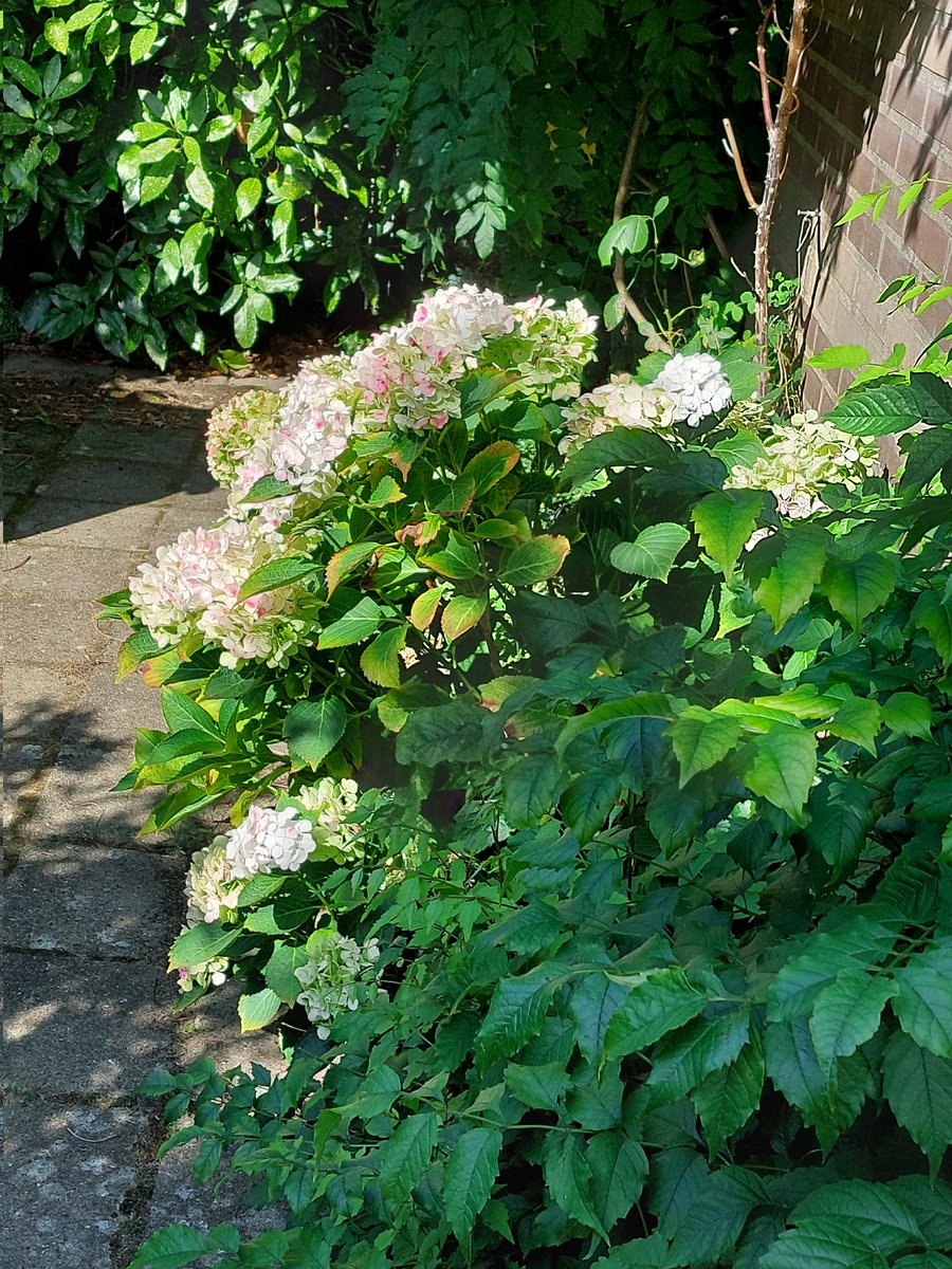 Tussen huishoudelijke klussen door, even tijd voor ☕️ in de tuin.