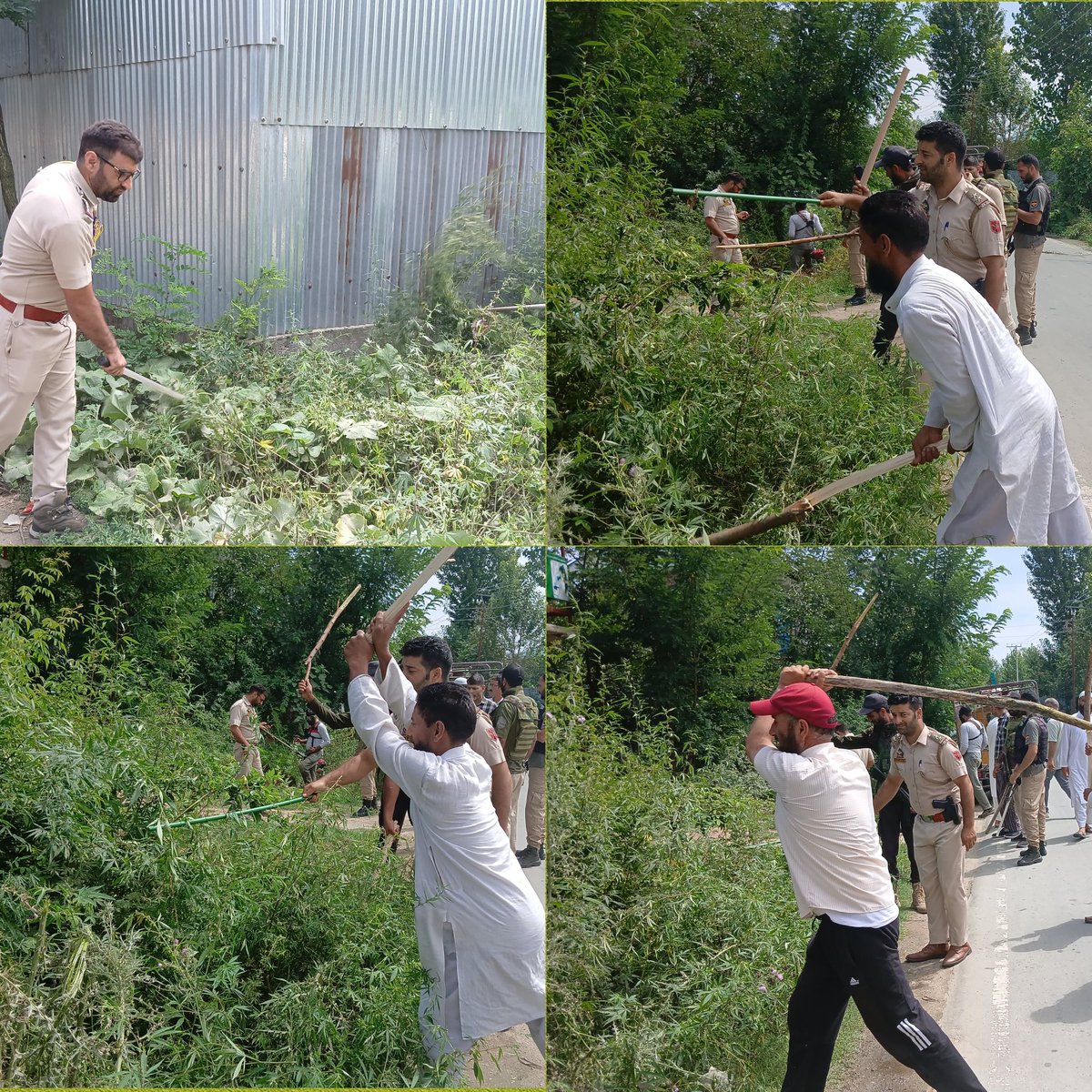Sopore Police (@soporepolice) on Twitter photo Sopore Police, Revenue & Excise Deptt conduct joint op; wild bung destroyed in Rafiabad (BehramporaโMarazigundโWatergam).
Zero tolerance towards drug menace. More such drives underway.
#DrugFreeSopore #WarOnDrugs
<a href="/JmuKmrPolice/">J&K Police</a> <a href="/KashmirPolice/">Kashmir Zone Police</a> <a href="/DIGBaramulla/">DIG of Police NKR Baramulla</a> <a href="/IftkharTalib/">Iftkhar Talib</a> Sopore Police, Revenue & Excise Deptt conduct joint op; wild bung destroyed in Rafiabad (BehramporaโMarazigundโWatergam).
Zero tolerance towards drug menace. More such drives underway.
#DrugFreeSopore #WarOnDrugs
<a href="/JmuKmrPolice/">J&K Police</a> <a href="/KashmirPolice/">Kashmir Zone Police</a> <a href="/DIGBaramulla/">DIG of Police NKR Baramulla</a> <a href="/IftkharTalib/">Iftkhar Talib</a>