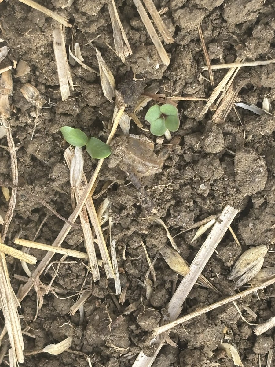 Stage one OSR, it’s through the ground, here’s to the next 6 months of chasing things off that want to eat it!