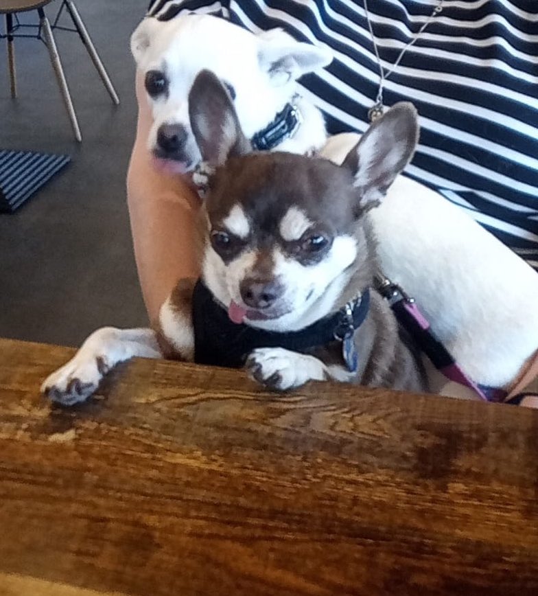 Billy Bear and Chums tweet media