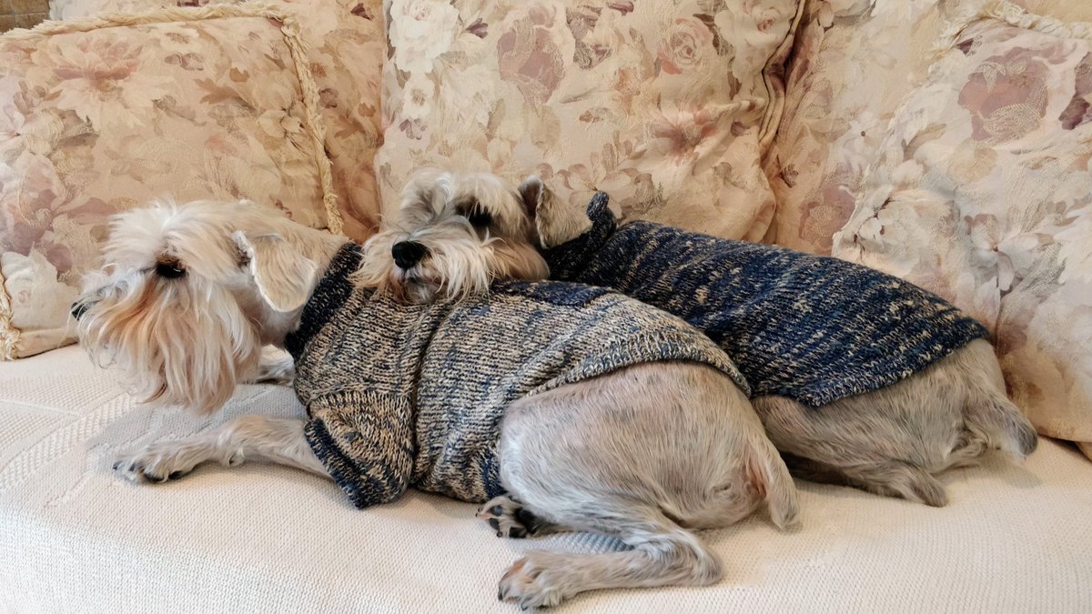 #ThrowbackThursday

Me Cookie letting me twin bro Muffin using me as his pillow

I'll always love you Muffin

#SchnauzerGang 
#OneToughCookie