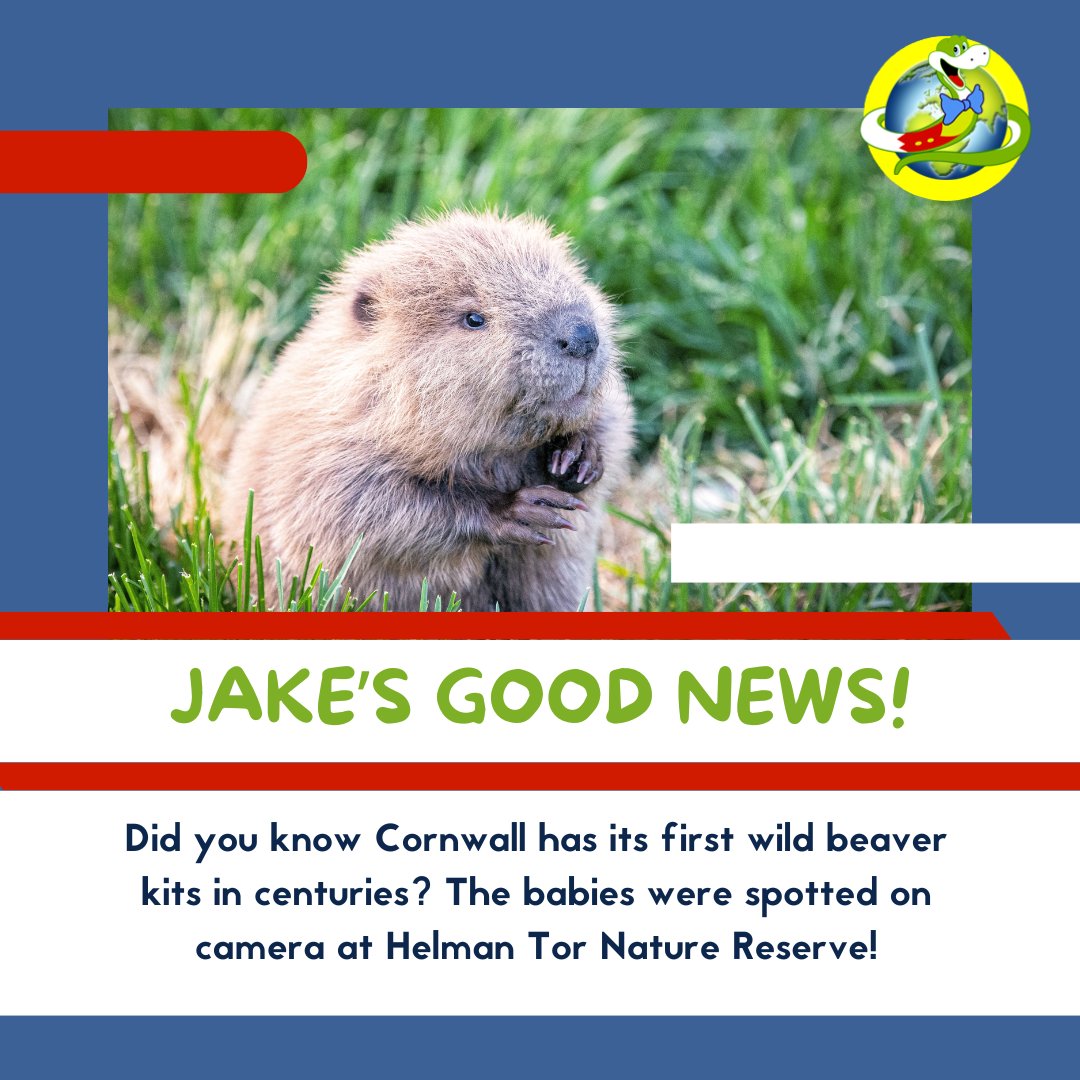 Cornwall’s first wild beaver kits have arrived at Helman Tor! These little ecosystem engineers are already transforming the landscape - a hopeful sign for nature and climate resssilience. bbc.co.uk/news/articles/… 🦫 Jake x #beavers #rewilding #naturewin #beaversuk #cornwall