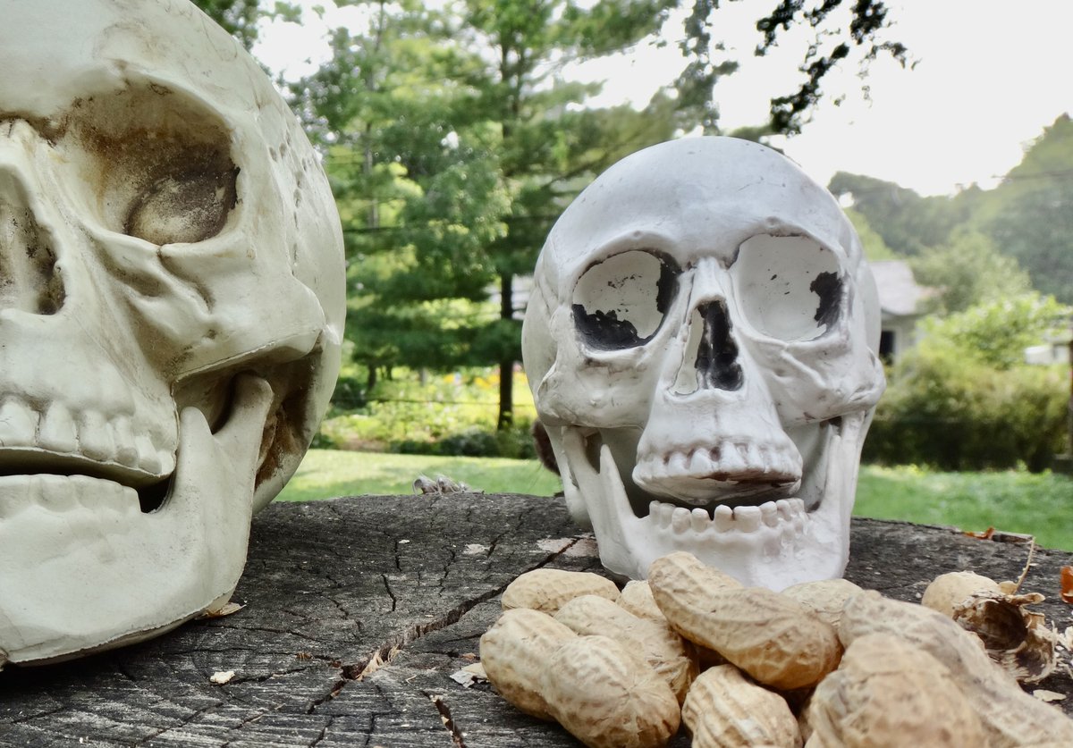 Can you spot the squirrel?? #CanYouSpot #CanYouFind #squirrels