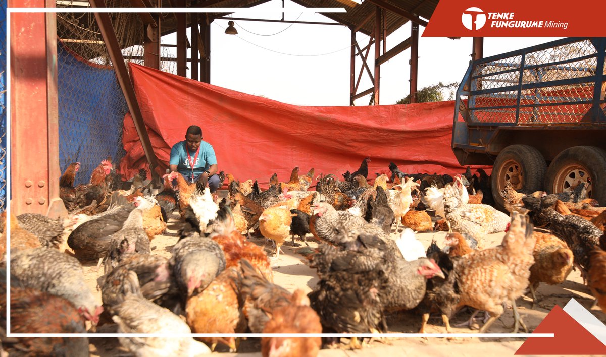 Tenke Fungurume Mining (@officiel_tfm) on Twitter photo Tenke Fungurume Mining a lancé une nouvelle opération de développement communautaire en distribuant des poules de souche Sasso aux éleveurs de sa concession minière. Cette action, inscrite dans le cadre du cahier des charges, vise à améliorer la sécurité alimentaire et Tenke Fungurume Mining a lancé une nouvelle opération de développement communautaire en distribuant des poules de souche Sasso aux éleveurs de sa concession minière. Cette action, inscrite dans le cadre du cahier des charges, vise à améliorer la sécurité alimentaire et