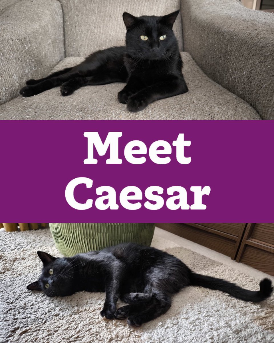 🐾 Meet Caesar!
This 2yo black beauty is confident, cuddly, and ready for a loving home (with a secure garden to rule over).
He’s not a fan of other cats, but LOVES humans. The purrfect only pet! 💛
📍 Bromley area
👉 cats.org.uk/bromley
#AdoptDontShop