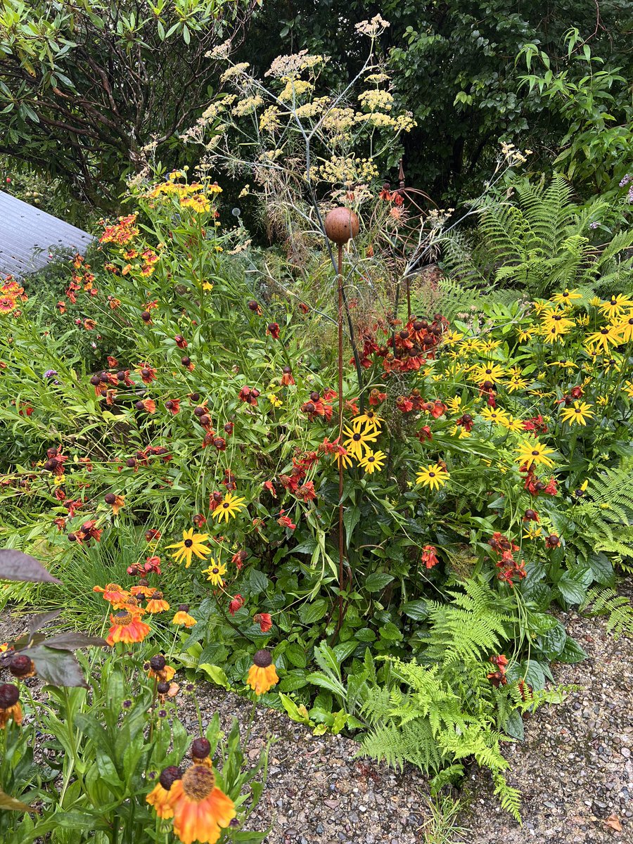 I’ve been away for a week and the garden has taken a bit of a battering by the Welsh weather. Great to see this years new addition flowering though - my first Margaton Lily. I love the way its petals curl back and it’s easy to see why it’s also called ‘Turk’s Cap Lily.’