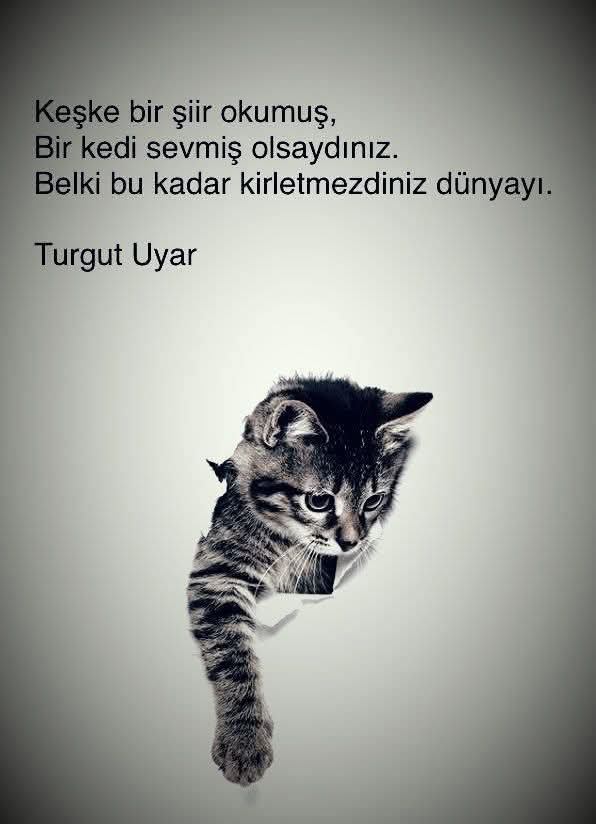 ESKOD1's tweet photo. Keşke bir şiir okumuş,
Bir kedi sevmiş olsaydınız.
Belki bu kadar, kirletmezdiniz dünyayı…

Turgut Uyar https://t.co/d537n1lcpg