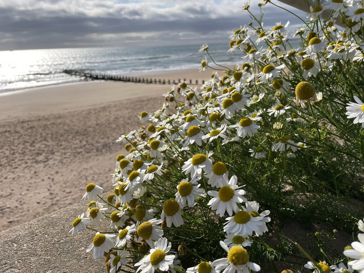 I missed #wildflowerhour last Sunday but found a beautiful Sea Mayweed today on Aberdeen beach which I thought worth posting <a href="/wildflower_hour/">wildflowerhour</a>