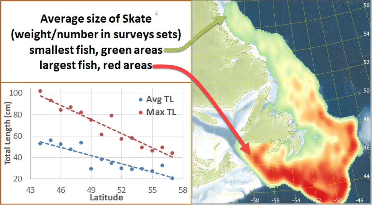 DiversityMDPI's tweet image. 🦈An Ecomorphological Description of Amblyraja radiata (Rajiformes: Rajidae) in Waters of Eastern Canada

by David W. Kulka  et al.

mdpi.com/1424-2818/16/1…  1891 views

#MarineBiology #Elasmobranchs #Morphometrics #ClimateBiology #EasternCanada #SkateEcology