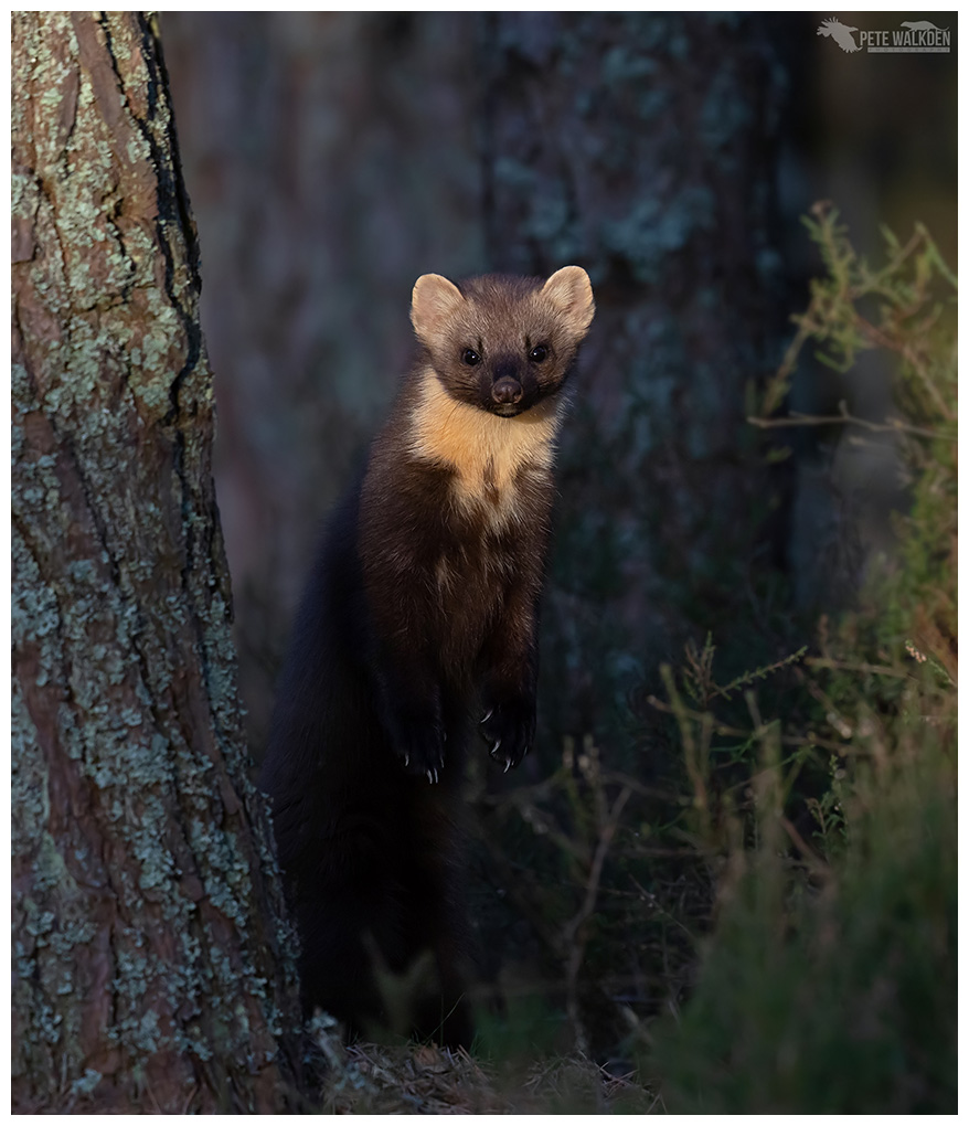 Disappearance of two tracked Pine Martens being treated as 'suspicious' - Cumbria Police appeals for information.

Stand by for the usual excuses from the usual suspects..

New blog ⬇️⬇️

raptorpersecutionuk.org/2025/08/07/dis…