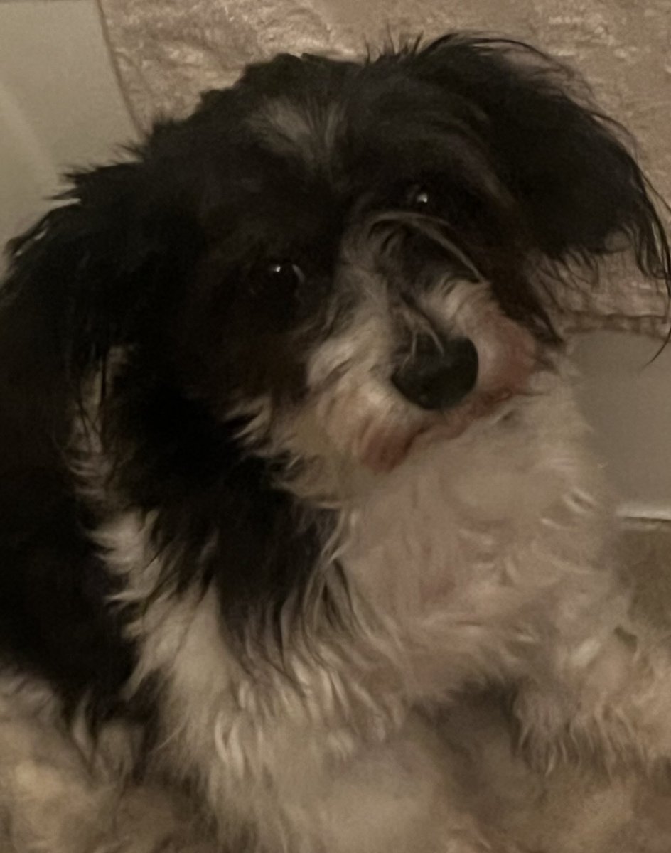 I can't believe Zeke let me take his pic. He usually puts his head down and refuses to look back up.🙂