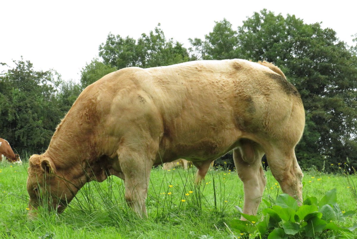 Jason_dph's tweet photo. 6 bulls Carrigallen 9th aug 
Vaccinated 
Ai bred https://t.co/p0bFVtMoWW
