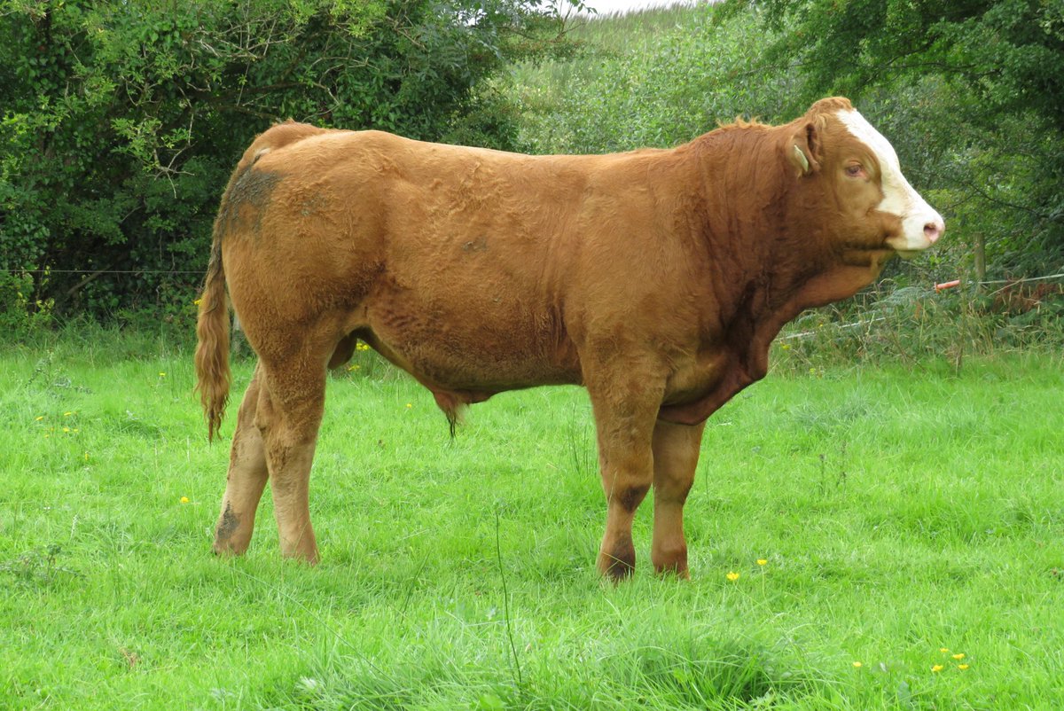 Jason_dph's tweet photo. 6 bulls Carrigallen 9th aug 
Vaccinated 
Ai bred https://t.co/p0bFVtMoWW