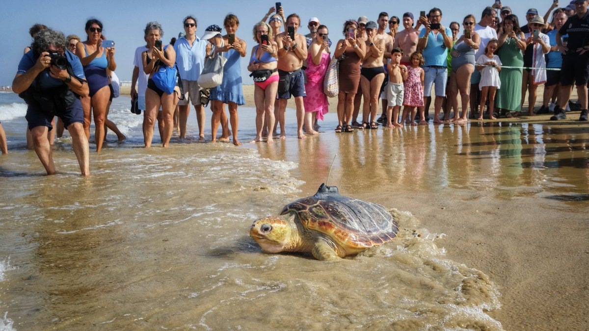 ℹ️ Roteña, Cristiano y Esperancita regresan al mar en Cádiz. La Junta de Andalucía libera tres tortugas marinas en la playa de Cortadura para su reintroducción en el medio natural.