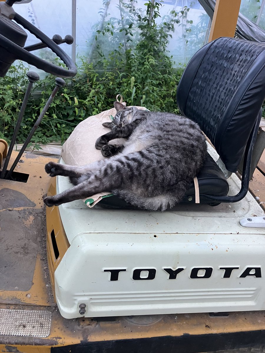 世界のTOYOTAのフォークリフトは
猫のベッドにもなるんです☺️

どいて欲しい😇