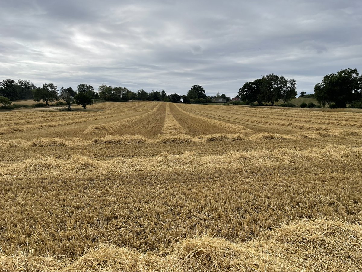 Something oddly satisfying about swathes of spring barley straw.