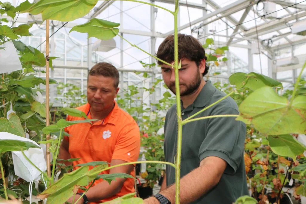 High-yield, high-quality fiber gene-edited cotton developed at Clemson University, South Carolina. This work will lead to the release of novel cotton germplasm that benefits breeders, farmers and the broader agricultural community.
news.clemson.edu/clemson-gradua…