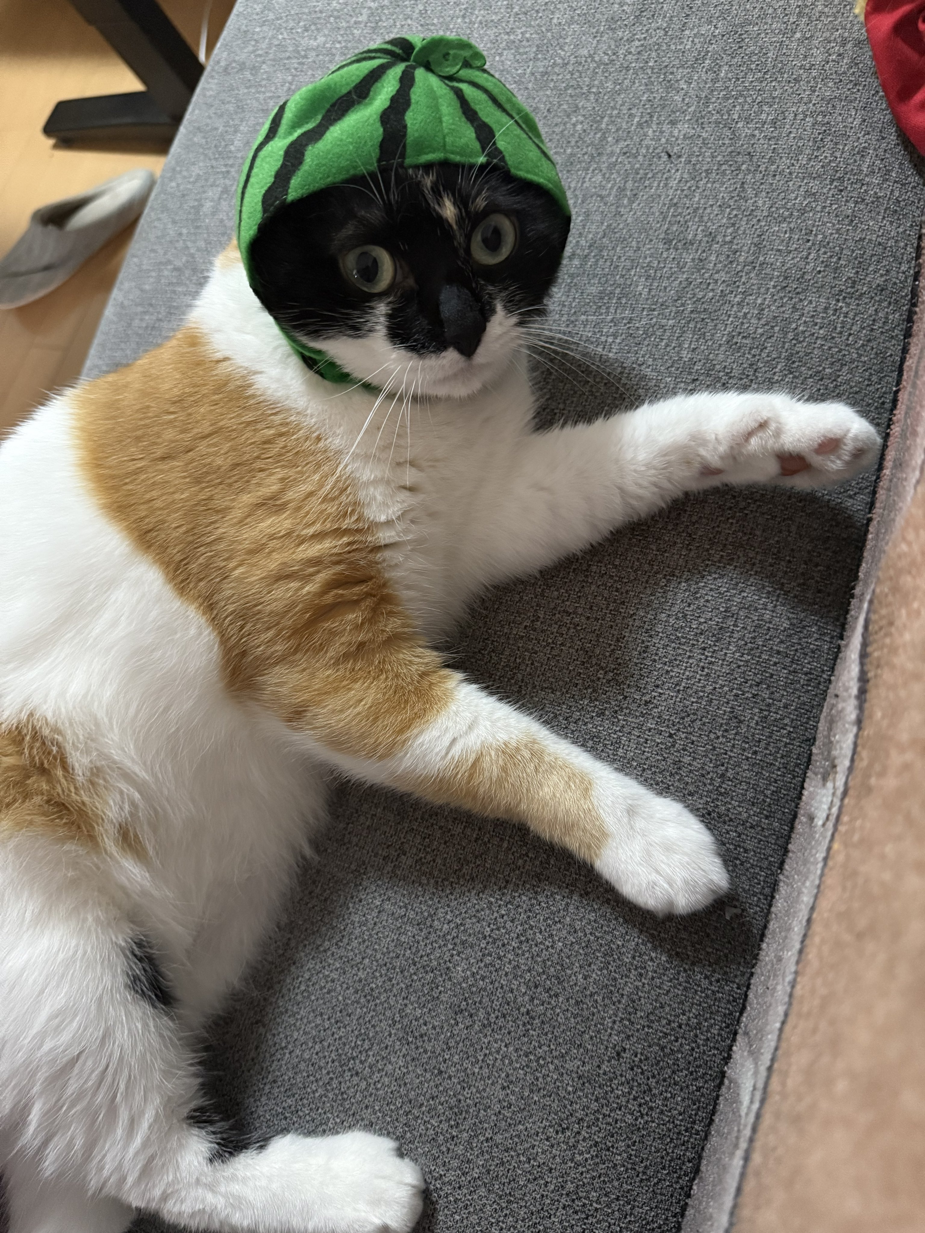 月猫様 31tNUo+vtpL._UF894,1000_QL80_.jpg