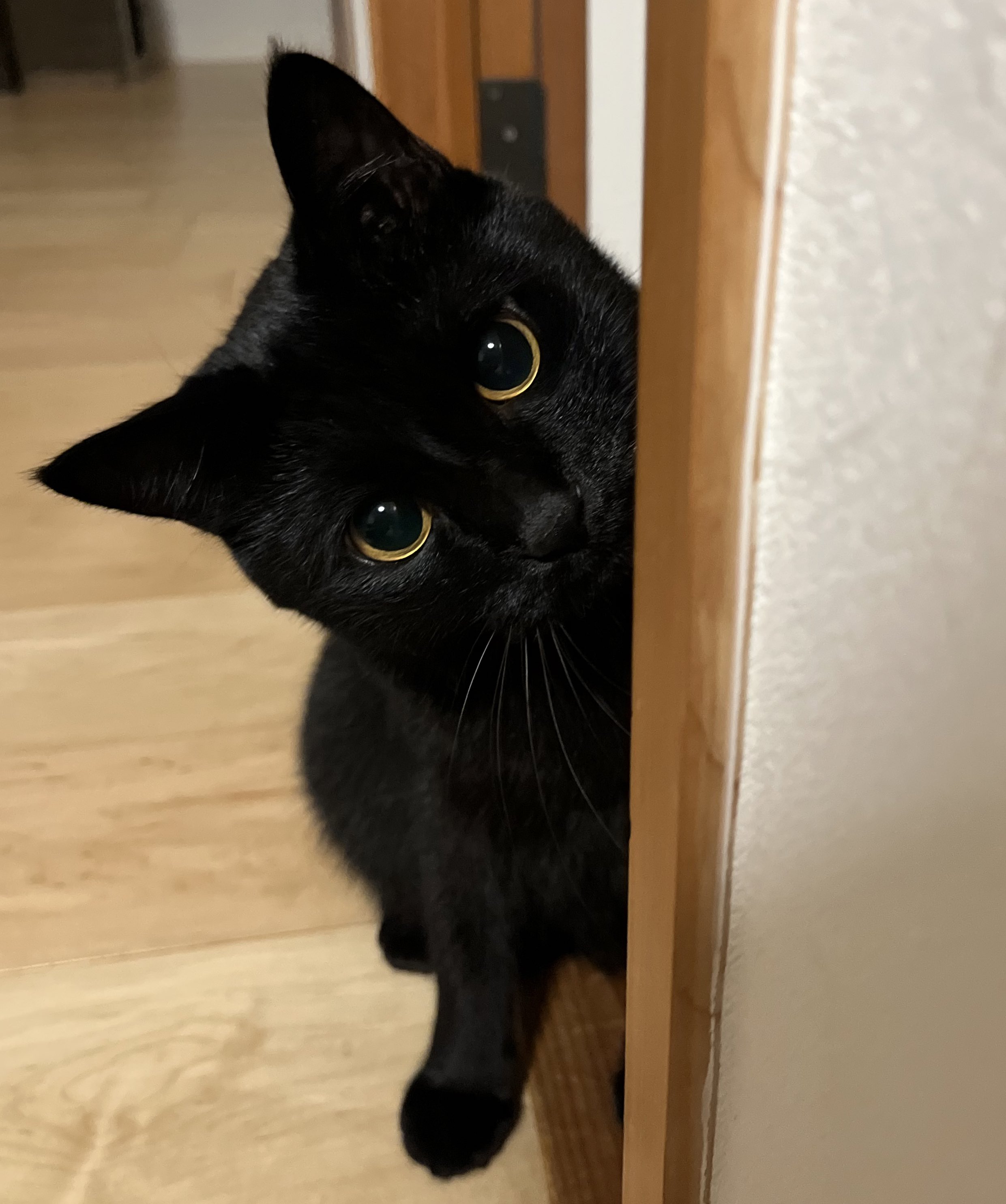 くろねこ様 ✖︎黒のクロック on X: 