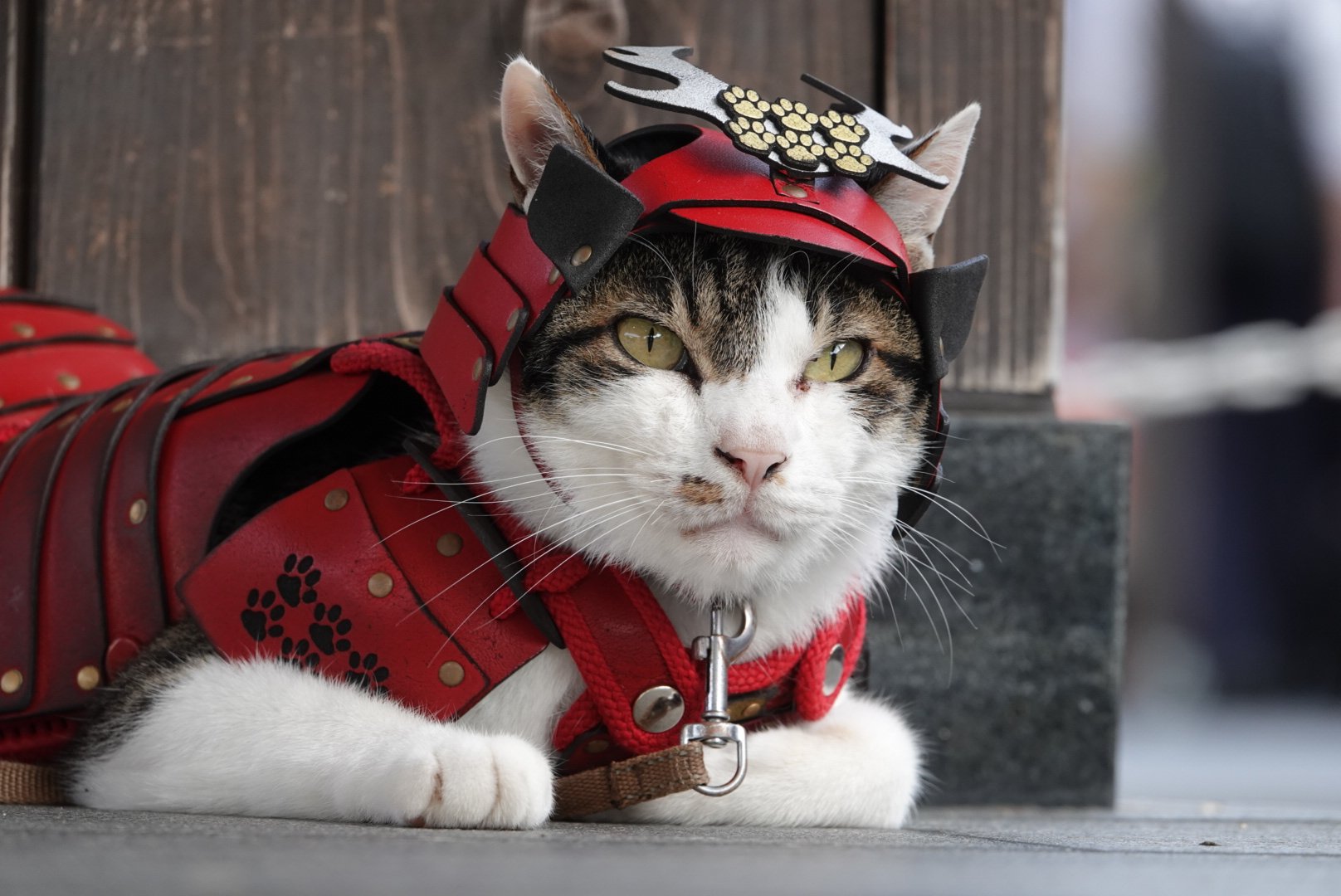 熊本猫 小鉄 on X: 