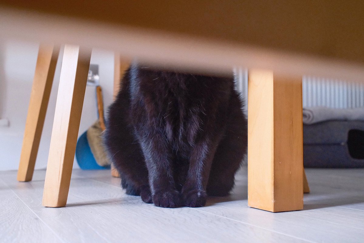黒猫 Akemi on X: