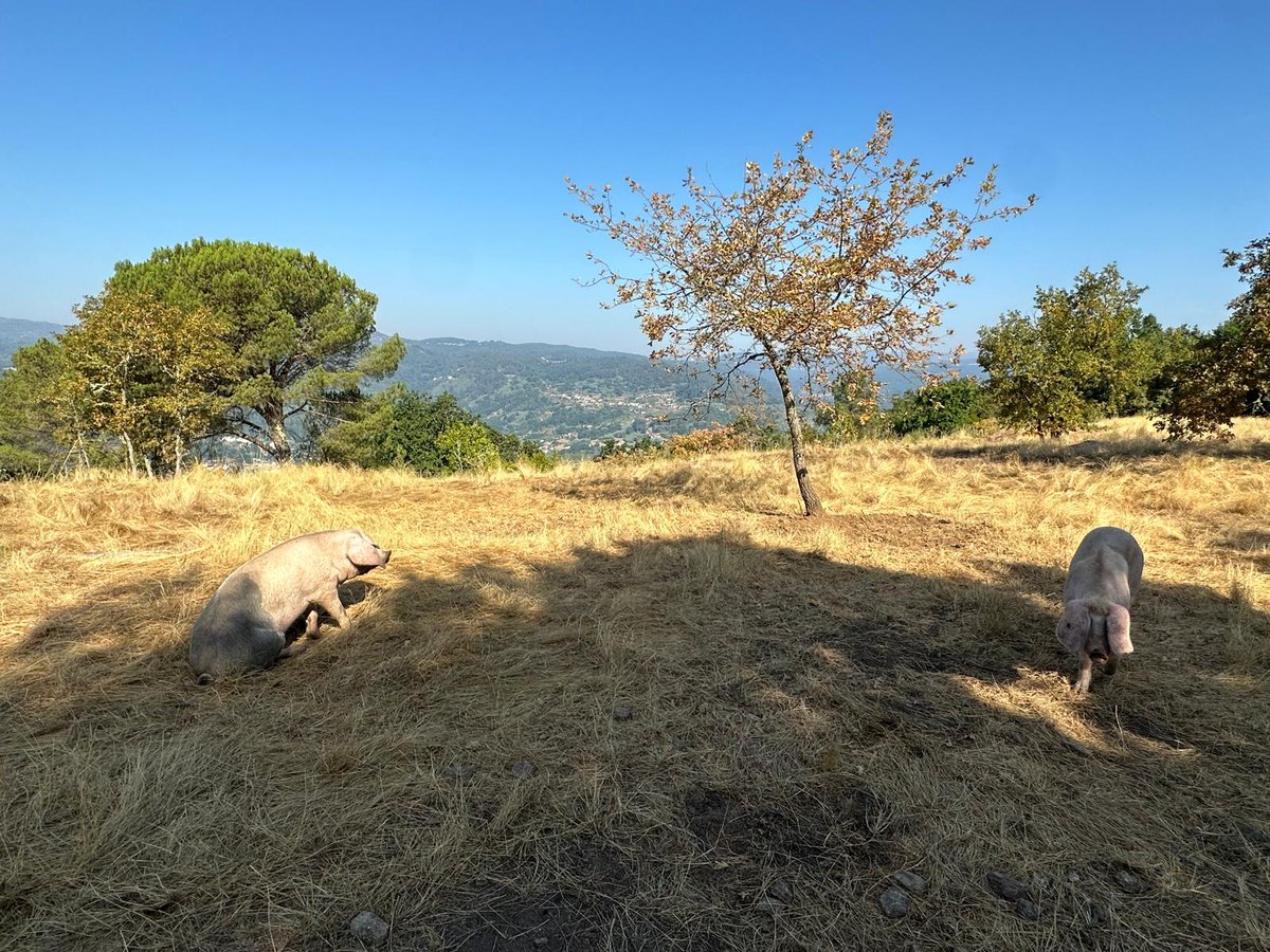 🍇☀️No Ribeiro, ademais de bo viño… hai bos exemplares de Porco Celta!

En plena serra, entre viñas e carballos, os nosos porcos gozan do verán en liberdade e con comodidade🐖🌿

Medran ao seu ritmo, nun entorno natural que lles dá sabor, carácter e calidade aos seus derivados💚
