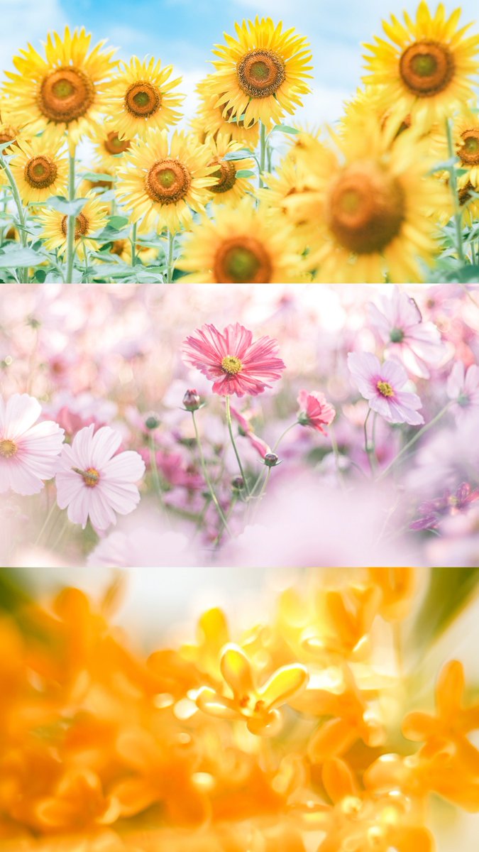 タップで広がる花の世界
#花の日