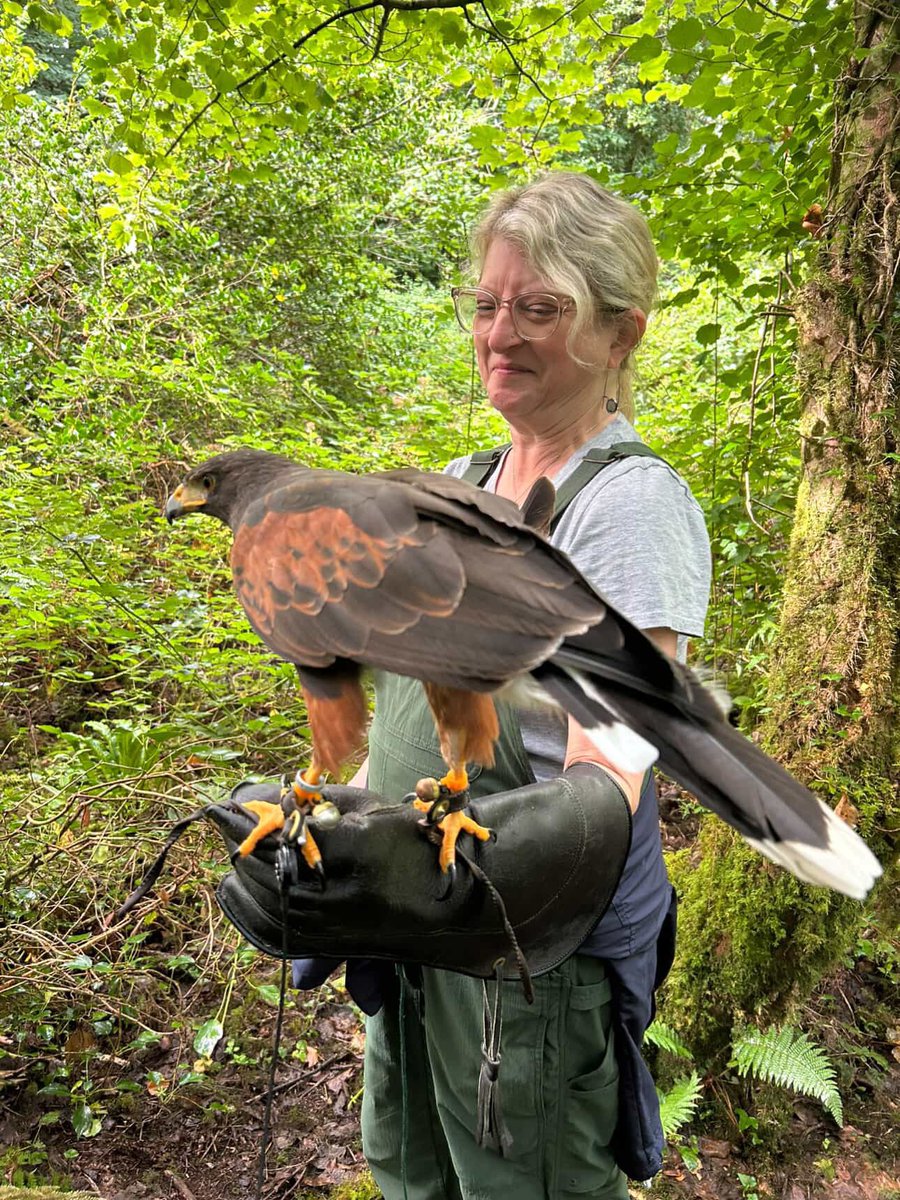 Falconry's tweet image. Thanks very much to Tiffany for sharing pictures of her recent Hawk Walk with Pippin and Miguel. We think you’ll agree that Pippin looks HUGE in this photo! Don’t be fooled, today he weighs 1.8lbs. He’s a mighty Harris Hawk!
Thanks so much Tiffany for sharing your super pictures!