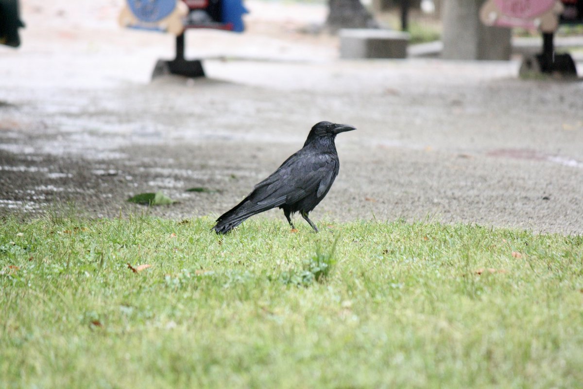 カラス - Search / X