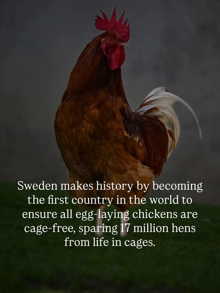 La Suède est officiellement devenue le premier pays au monde à être 100% sans cage pour les poules pondeuses, libérant 17 millions d'oiseaux d'une vie derrière les barreaux. 

Source WildAware