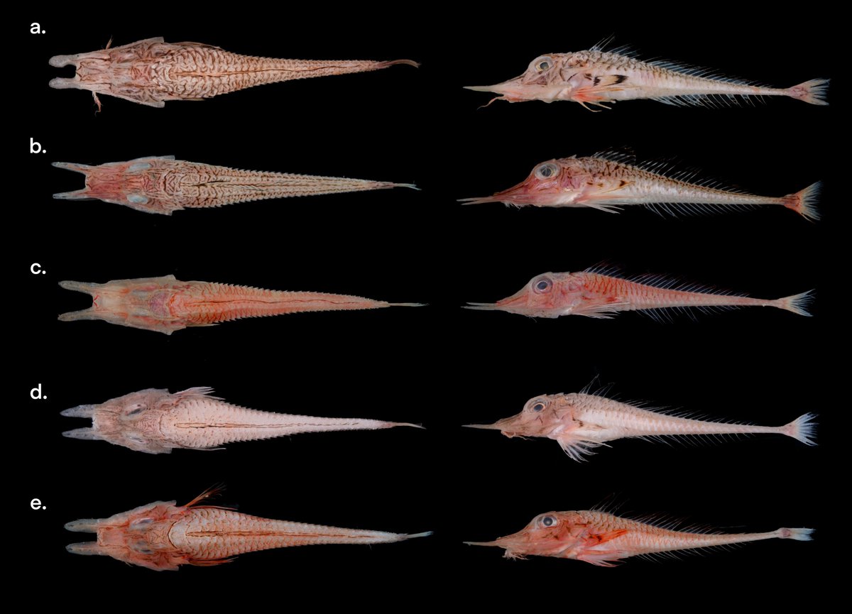 a. 光吻黃魴鮄 Peristedion liorhynchus
b. 東方黃魴鮄 Peristedion orientale
c. 黑帶黃魴鮄 Peristedion riversandersoni
d. 鈍頰黃魴鮄 Peristedion amblygenys
e. 李氏黃魴鮄 Peristedion richardsi