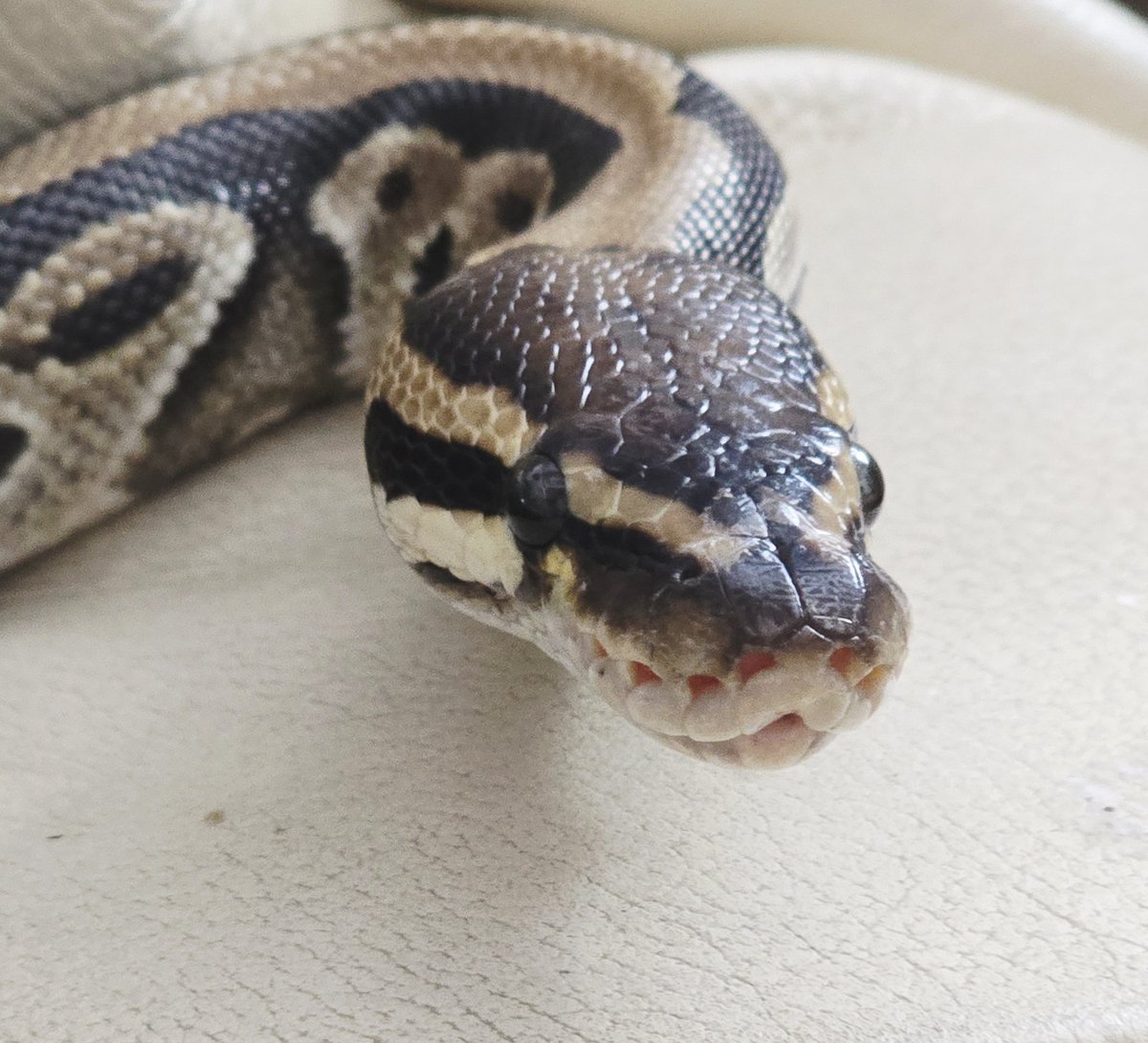 SerpentEmpress_'s tweet image. My beautiful boy Harley #ballpython #royalpython #snake