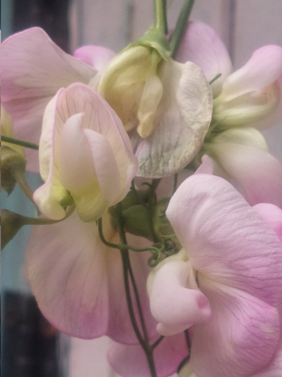 The winds have toppled the sweet pea tower for the romance of tumbling pink cascades 🩷