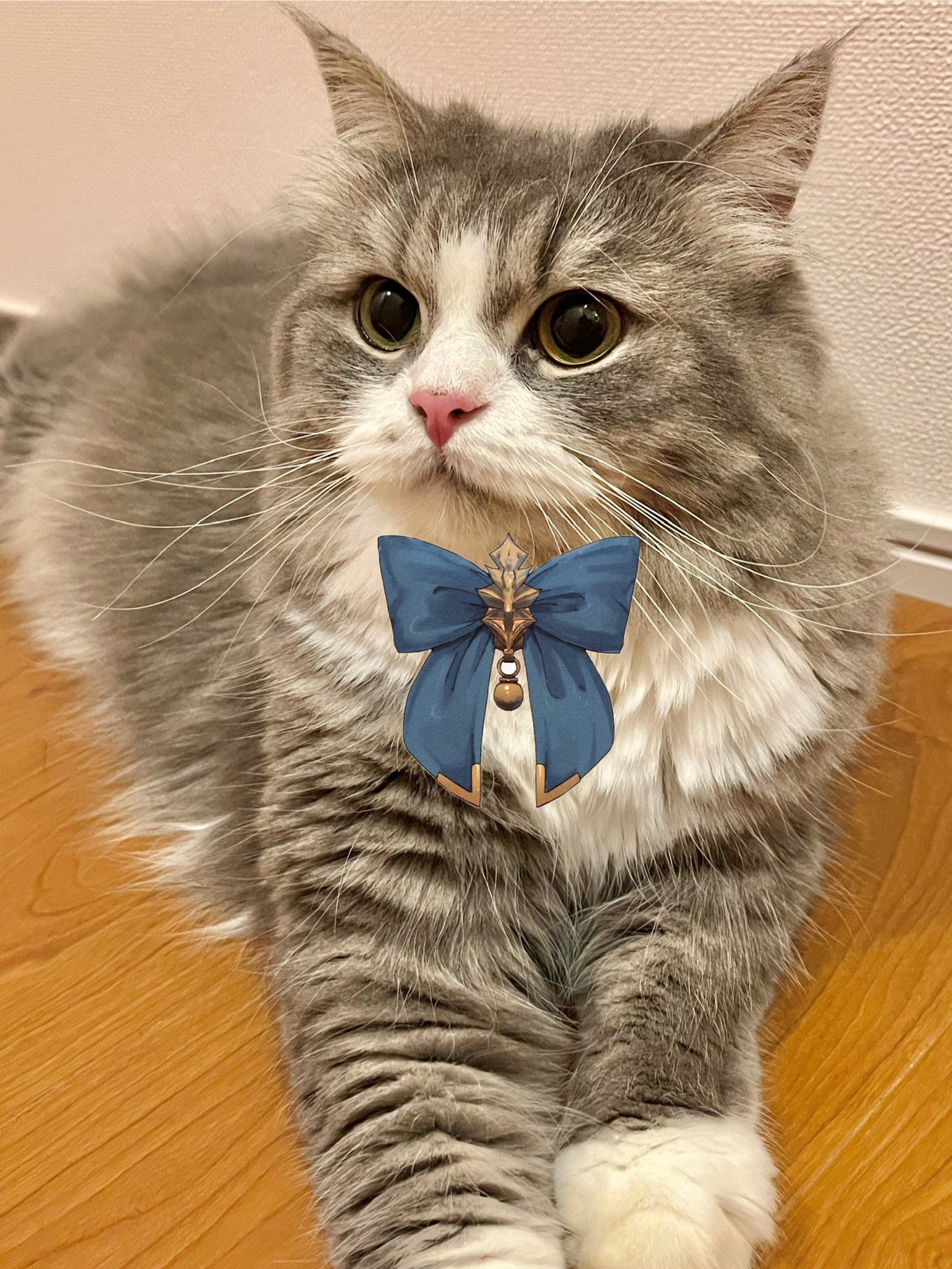 猫A 画像1 ＋ 14 最終値下げしました！ おーちゃん HIMAWARIちゃんねる on X: 