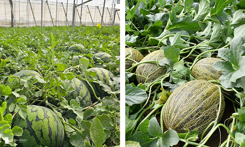 👁️En cifras el balance del ciclo de primavera 2025 en Almería

📝agroautentico.com/2025/08/en-cif…

📌¿Quieres conocer los datos del #melon y la #sandia de #invernadero esta campaña en #Almería? Hay un aprobado y una nota alta. 🍈🍈: dos años en positivo. 🍉🍉: 27% más de liquidación y 4%