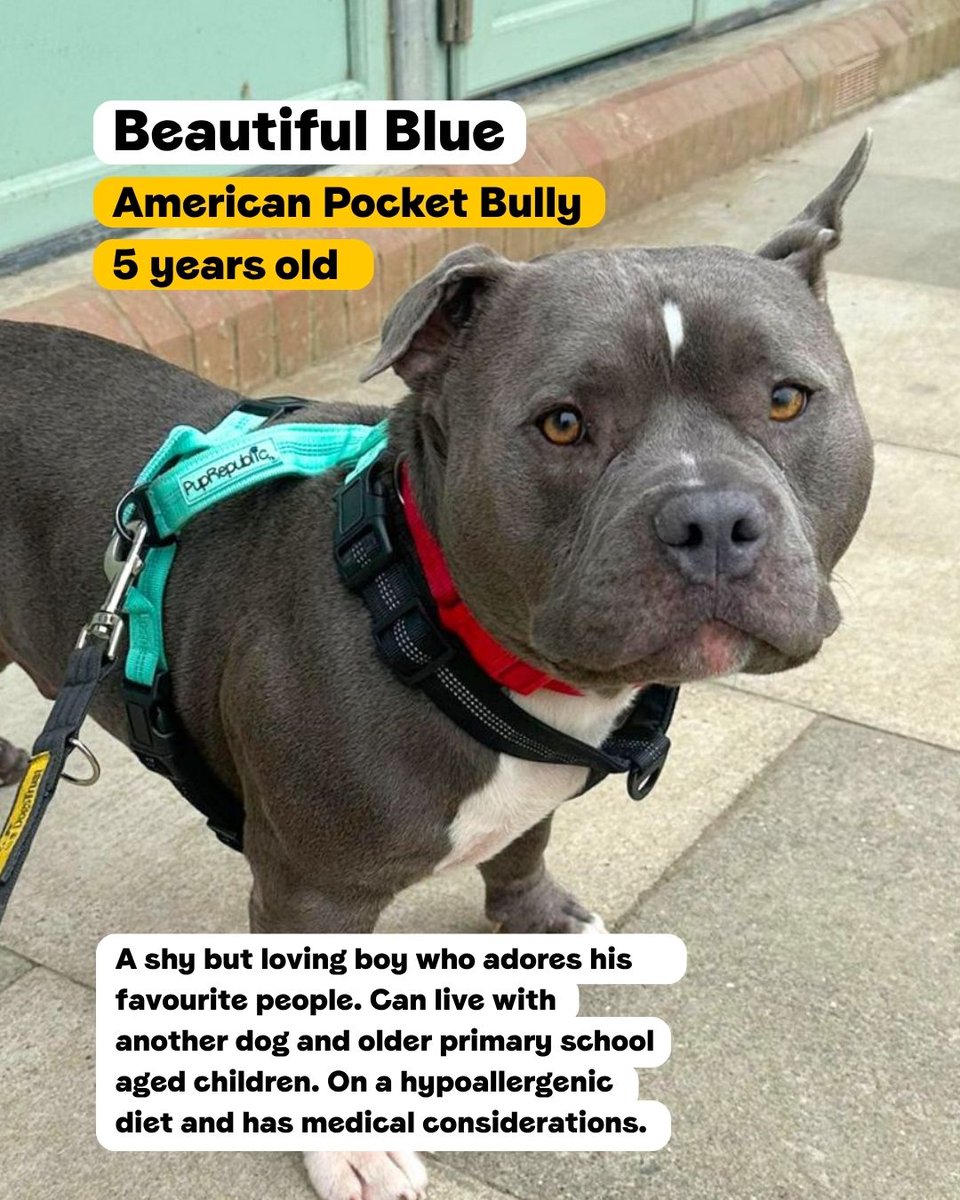 DT_WestLondon's tweet photo. From French Bulldogs to Bullmastiff crossbreeds, we have lots of Bully breed dogs searching for their pawfect match 💛

Swipe to read about some of our residents currently looking for their forever home!

#BullyBreed #Adoption #RescueDog #DogsTrustWestLondon #AdoptABully https://t.co/9DQDDgDV5s
