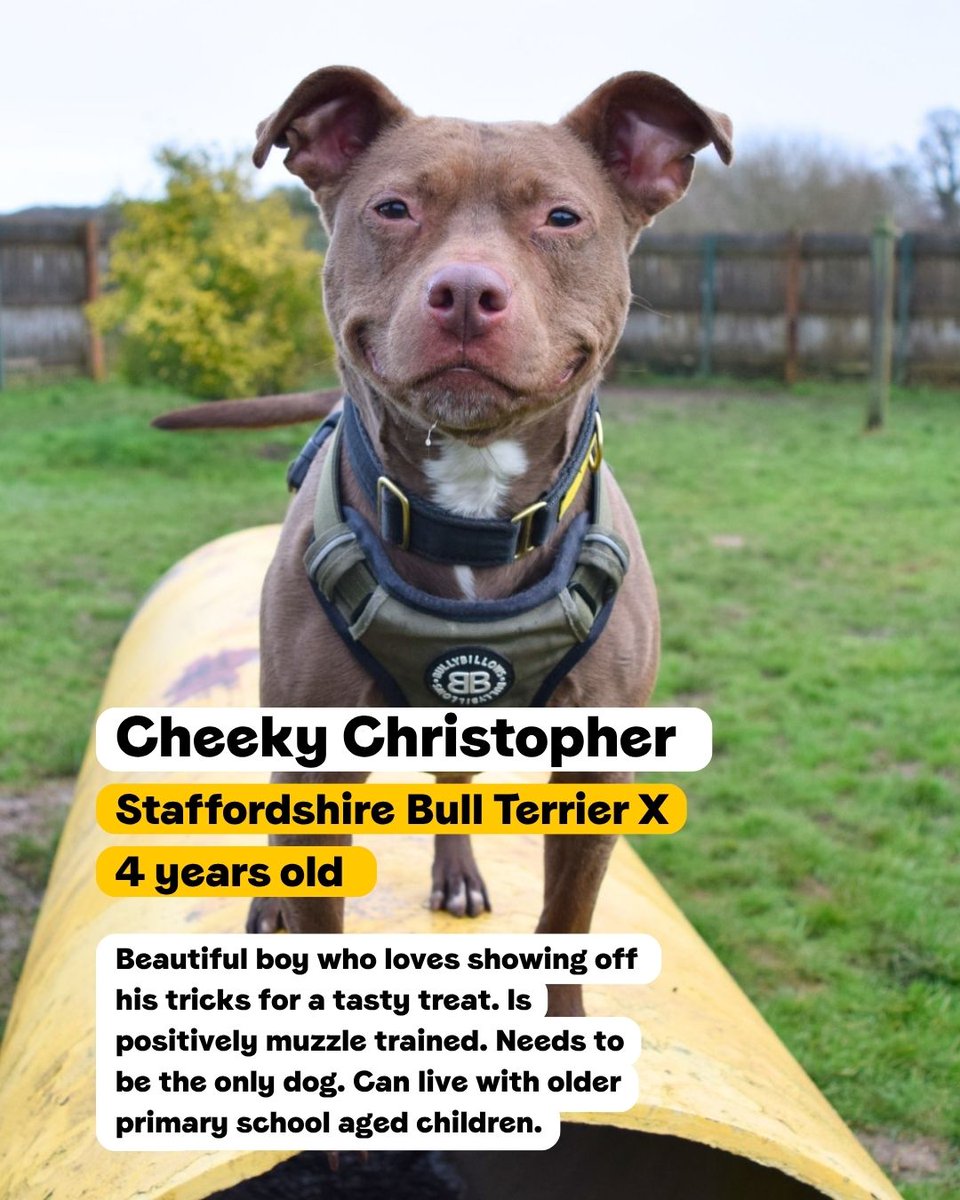 DT_WestLondon's tweet photo. From French Bulldogs to Bullmastiff crossbreeds, we have lots of Bully breed dogs searching for their pawfect match 💛

Swipe to read about some of our residents currently looking for their forever home!

#BullyBreed #Adoption #RescueDog #DogsTrustWestLondon #AdoptABully https://t.co/9DQDDgDV5s