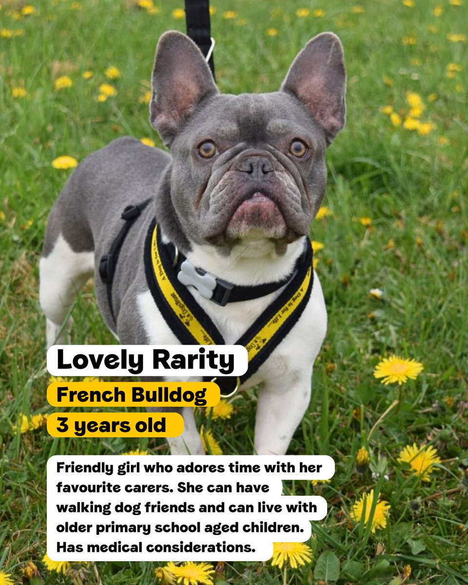 DT_WestLondon's tweet photo. From French Bulldogs to Bullmastiff crossbreeds, we have lots of Bully breed dogs searching for their pawfect match 💛

Swipe to read about some of our residents currently looking for their forever home!

#BullyBreed #Adoption #RescueDog #DogsTrustWestLondon #AdoptABully https://t.co/9DQDDgDV5s