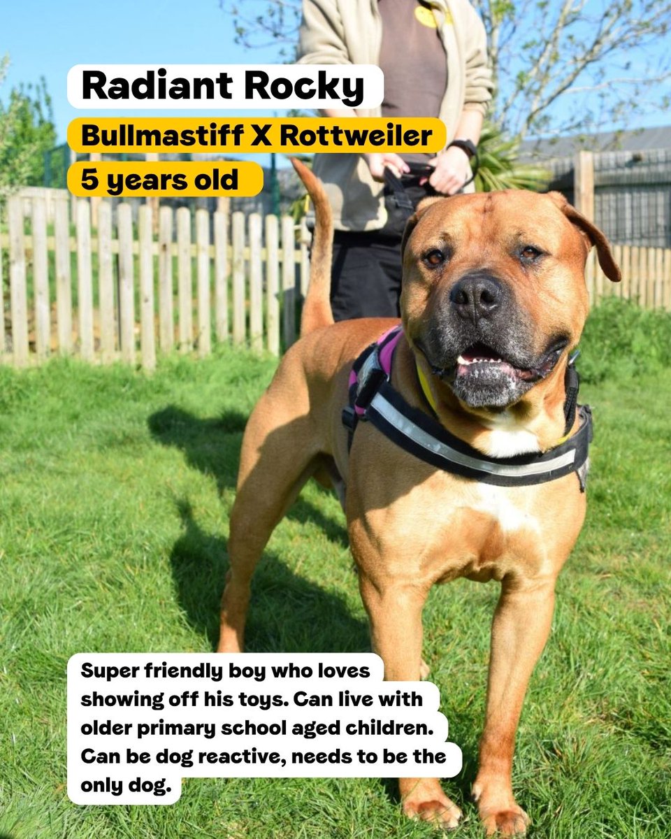 DT_WestLondon's tweet photo. From French Bulldogs to Bullmastiff crossbreeds, we have lots of Bully breed dogs searching for their pawfect match 💛

Swipe to read about some of our residents currently looking for their forever home!

#BullyBreed #Adoption #RescueDog #DogsTrustWestLondon #AdoptABully https://t.co/9DQDDgDV5s