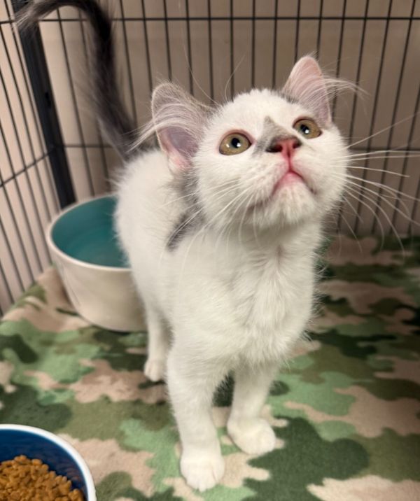 Hobo • Domestic Medium Hair
Location: Blountville, TN

More info ➜ littlepawsplace.com/redirect/hobo-…
Adopt from anywhere 🐾

#AdoptDontShop #PetRescue #LittlePawsPlace