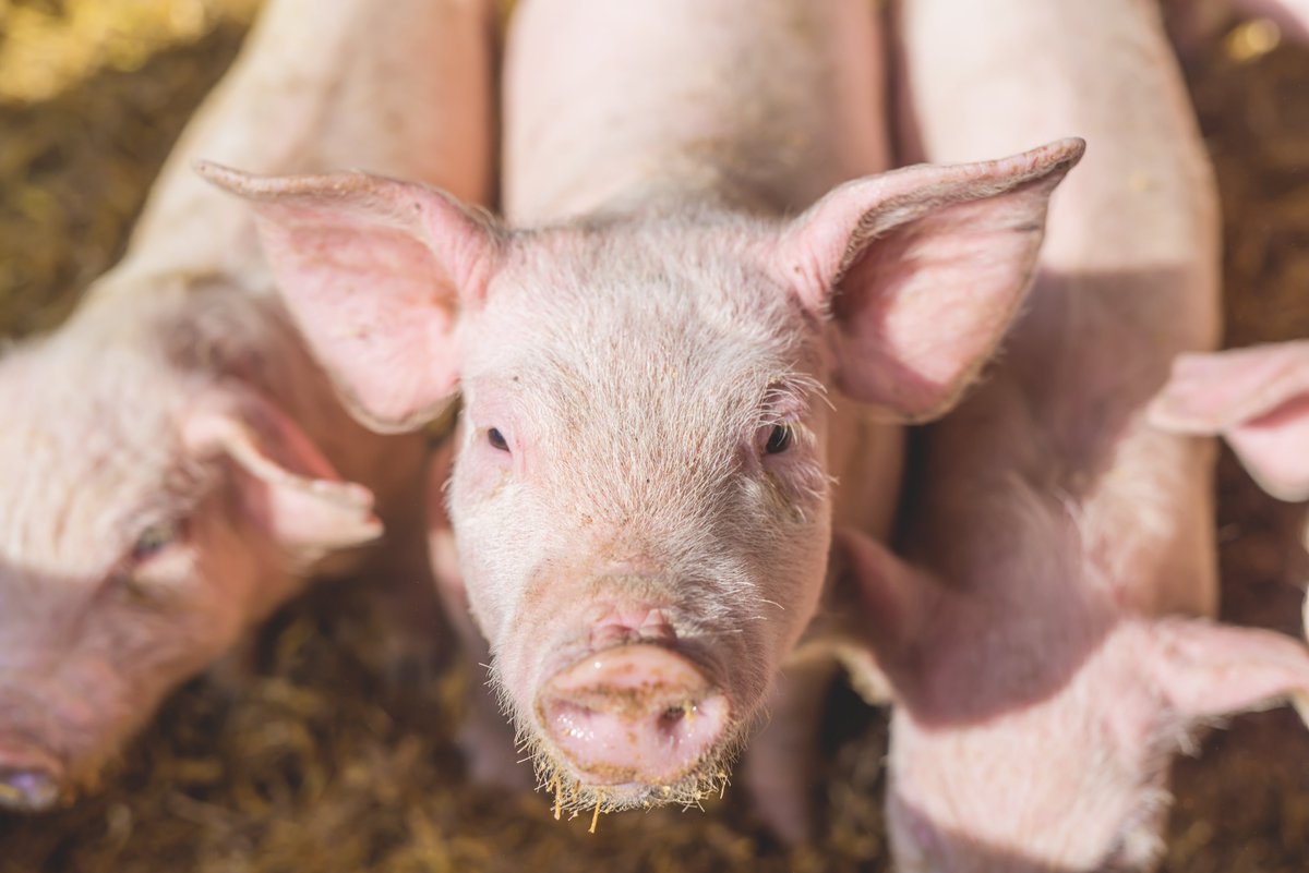 Working in farming doesn't always mean being on a farm. The NPA team supports our pig farming members so they can concentrate on what they do best - producing delicious food to some of the highest standards in the world! #Farm24