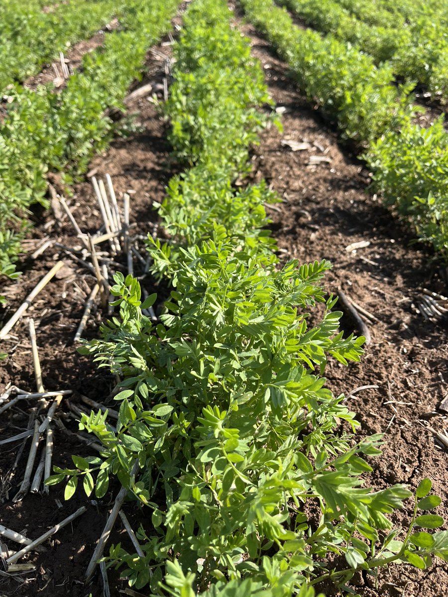 James Ferrier tweet media